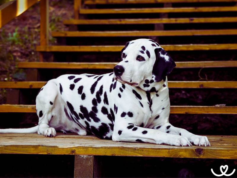 Psi-plemeno-dalmatin (5)